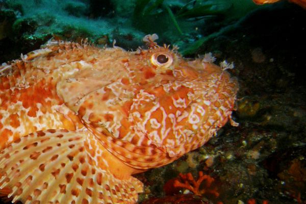 Rascasse chapon  Scorpaena scrofa